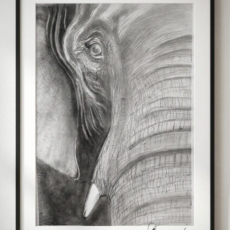Pencil Art - Proud Eyes